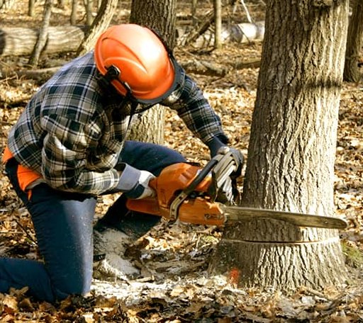 Tree Removal in Gattman, MS
